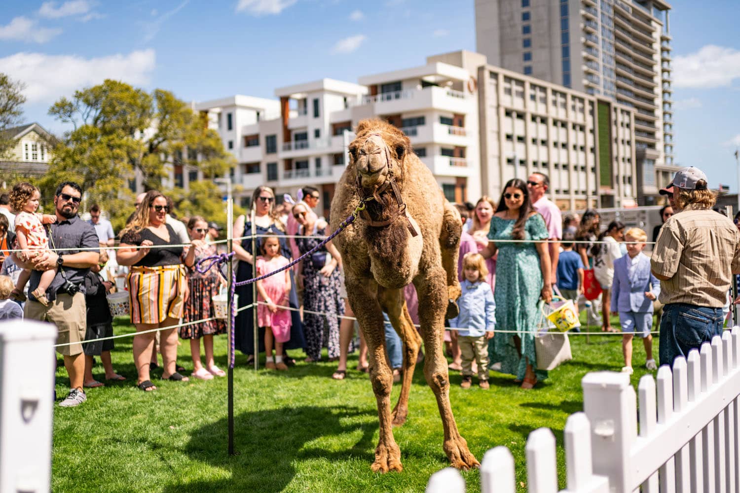 A petting zoo featuring a camel at The Historic Cavalier Hotel Easter Celebration
